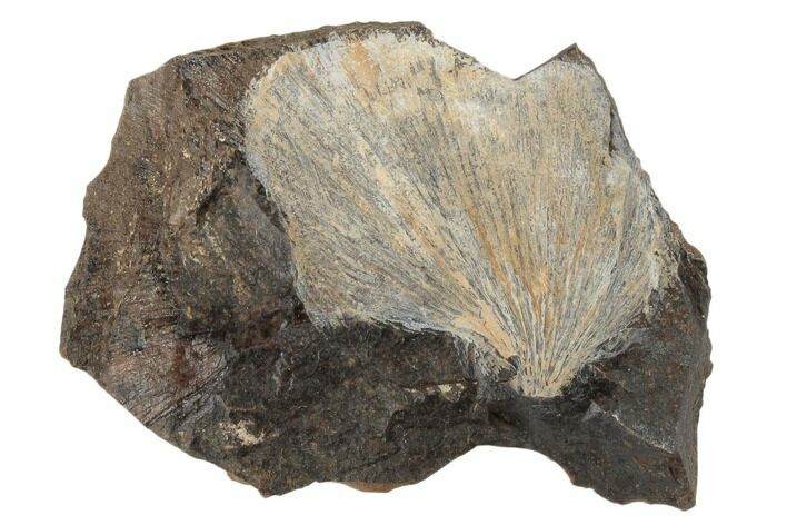 Fossil Ginkgo Leaf From North Dakota - Paleocene #189037
